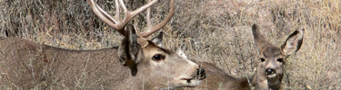 Mule Deer